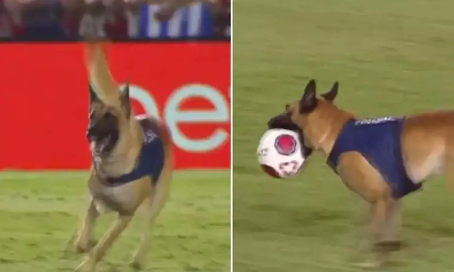 ഫുട്ബോൾ മത്സരത്തിനിടെ താരമായി പൊലീസ് നായ- VIDEO
