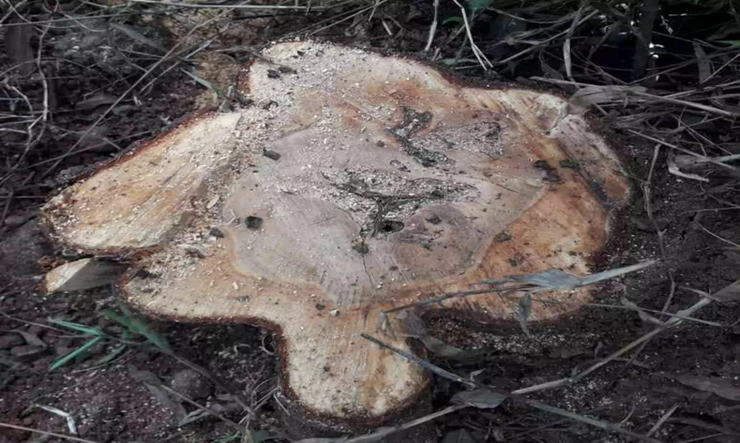 മലമേലിൽ സ്വകാര്യ ഭൂമിയിൽ നിന്നും ചന്ദനമരം മുറിച്ചുകടത്തി