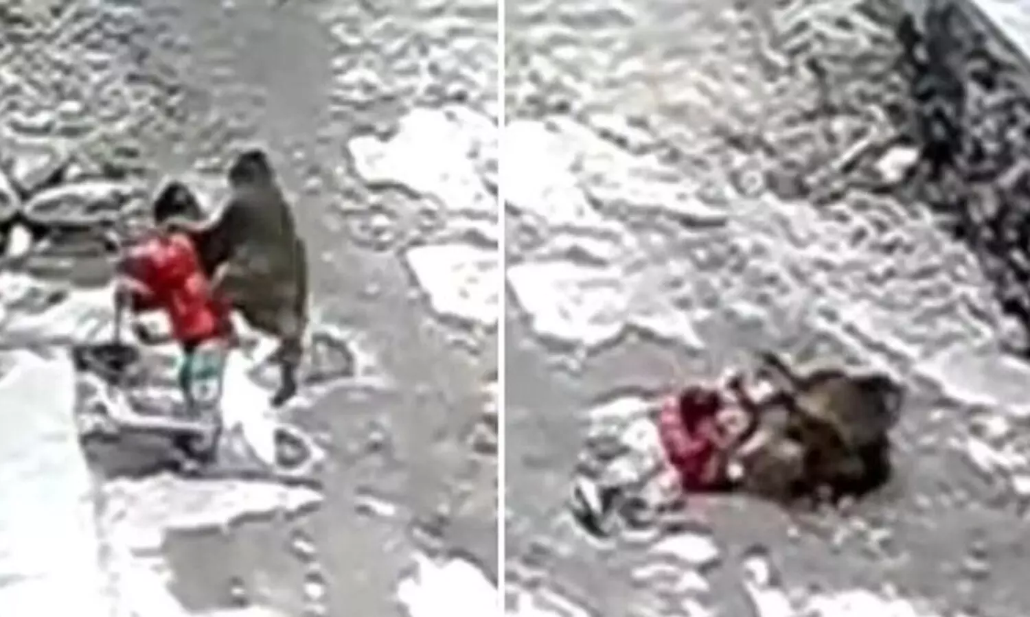 കൊച്ചുകുട്ടിയെ തട്ടിക്കൊണ്ടുപോകാൻ ശ്രമവുമായി കാട്ടുകുരങ്ങ്- വീഡിയോ