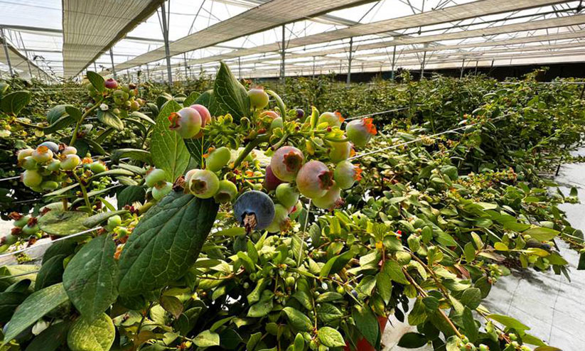 അൽഐനിലെ ബ്ലൂബെറി കൃഷി അൽഐനിലെ ബ്ലൂബെറി കൃഷി