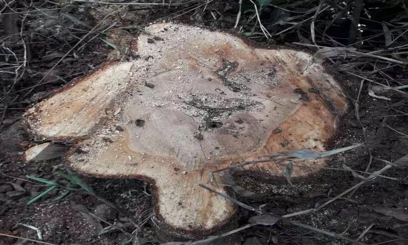 മലമേലിൽ സ്വകാര്യ ഭൂമിയിൽ നിന്നും ചന്ദനമരം മുറിച്ചുകടത്തി