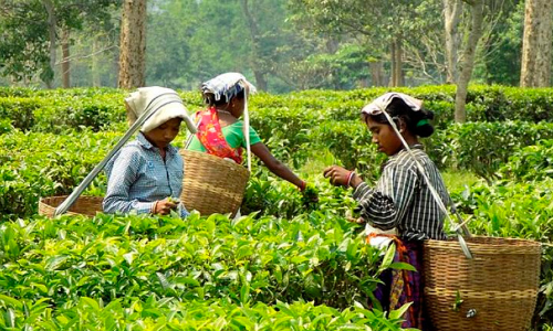 തോട്ടം തൊഴിലാളികളുടെ പെൻഷൻ പ്രായം ഇനി 60 വയസ്സ്​