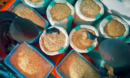 ദ​മ്മാം തു​റ​മു​ഖ​ത്ത് മ​യ​ക്കു​മ​രു​ന്നു വേ​ട്ട; ര​ണ്ടു​പേ​ർ അ​റ​സ്റ്റി​ൽ