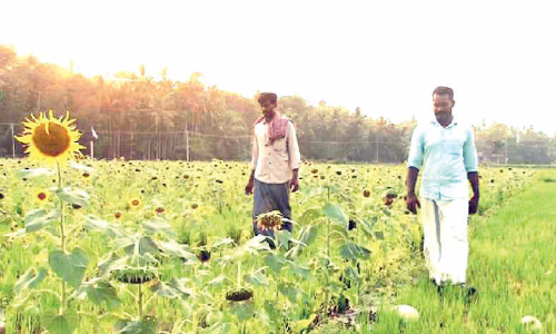 Sunflower farm Vallapuzha