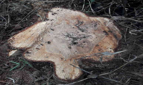 മലമേലിൽ സ്വകാര്യ ഭൂമിയിൽ നിന്നും ചന്ദനമരം മുറിച്ചുകടത്തി