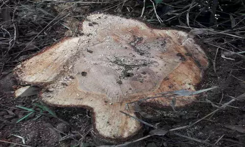 മലമേലിൽ സ്വകാര്യ ഭൂമിയിൽ നിന്നും ചന്ദനമരം മുറിച്ചുകടത്തി