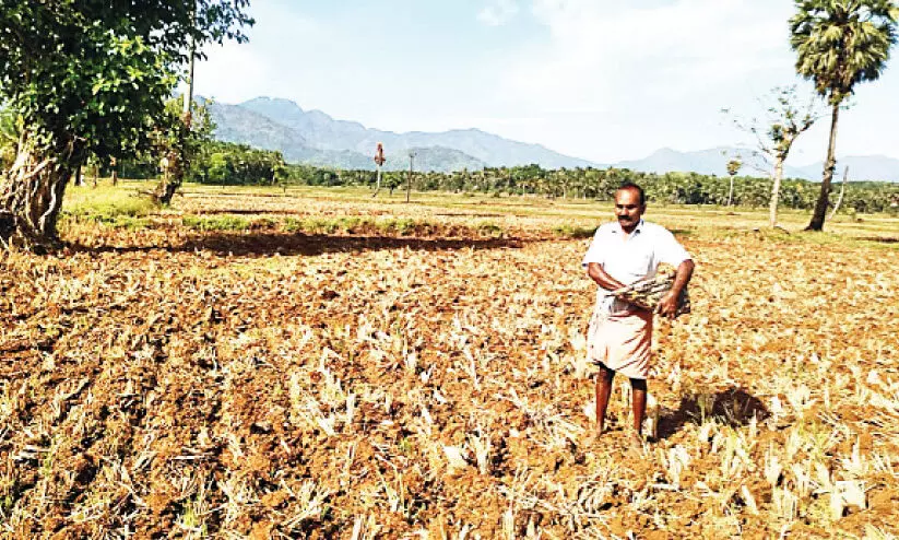 Summer rain Preparations for farming have begun Summer rain Preparations for farming have begun