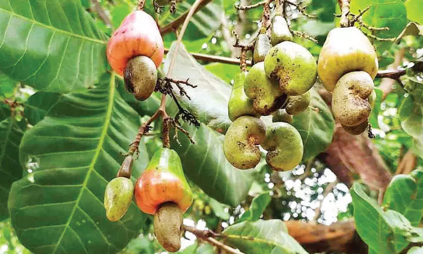 വേനല്‍മഴ കശുമാവ് കര്‍ഷകര്‍ക്ക് കണ്ണീർമഴ; വില കുത്തനെ ഇടിഞ്ഞു