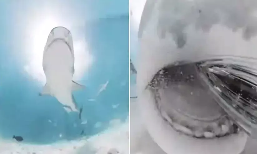 കാമറയുടെ രുചിനോക്കി ഭീമൻ സ്രാവ്: വൈറലായി വിഡിയോ