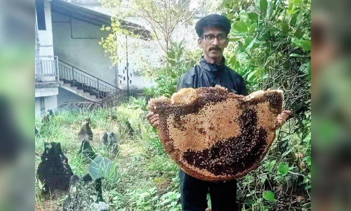 തേനീച്ചകളുടെ കുത്തേറ്റ് 20 പേർക്ക് പരിക്ക്;   തേനീച്ചക്കൂട് നീക്കി