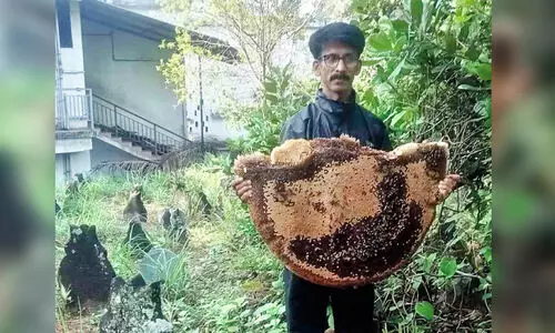 തേനീച്ചകളുടെ കുത്തേറ്റ് 20 പേർക്ക് പരിക്ക്;   തേനീച്ചക്കൂട് നീക്കി
