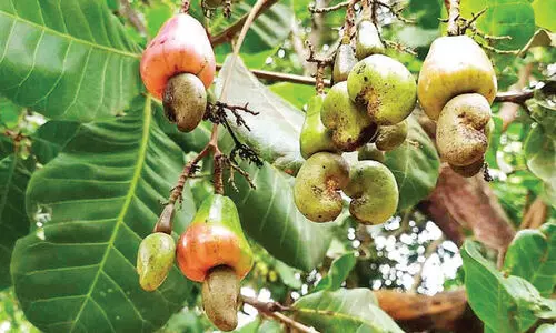 വേനല്‍മഴ കശുമാവ് കര്‍ഷകര്‍ക്ക് കണ്ണീർമഴ; വില കുത്തനെ ഇടിഞ്ഞു