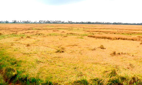 Tears for farmers in summer rains 126 crore damage