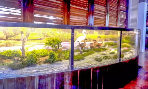 കടലിലെ അപൂര്‍വ ഇനം മത്സ്യങ്ങളെക്കുറിച്ച് പഠിക്കാം​; വരുന്നു, സമുദ്രമ്യൂസിയം