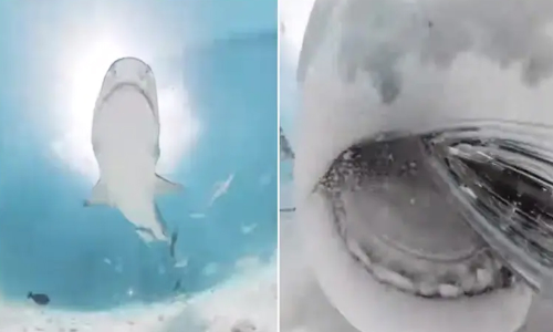 കാമറയുടെ രുചിനോക്കി ഭീമൻ സ്രാവ്: വൈറലായി വിഡിയോ