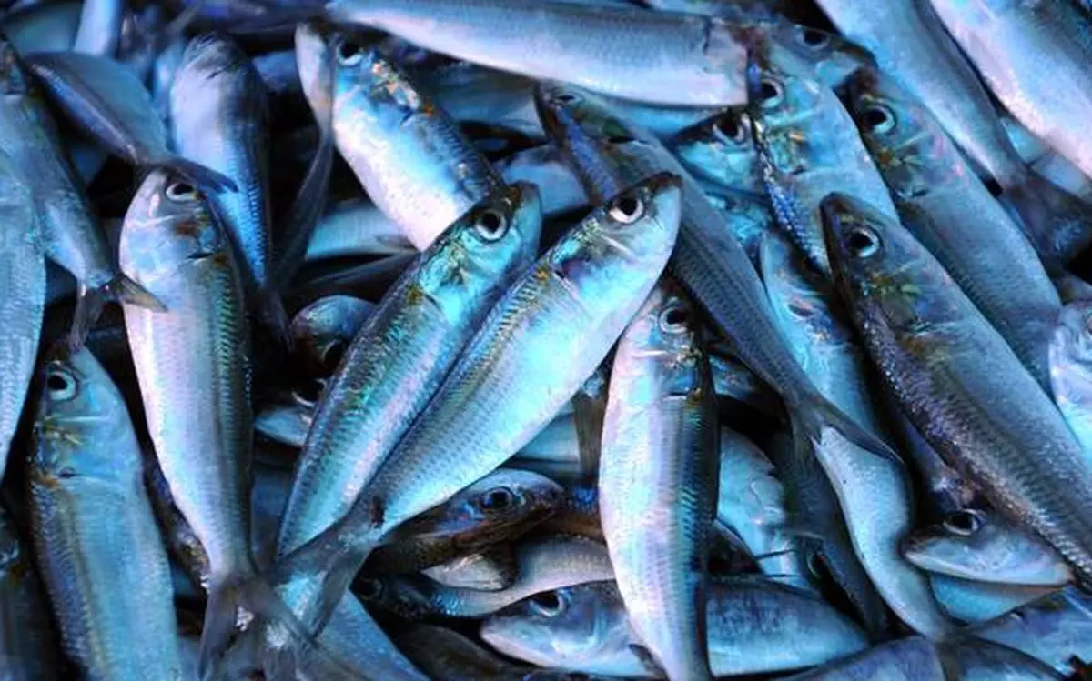 മായം കണ്ടെത്തി; ആലപ്പുഴയിൽ  502 കിലോ മത്സ്യം നശിപ്പിച്ചു