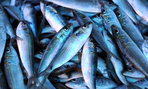 മായം കണ്ടെത്തി; ആലപ്പുഴയിൽ  502 കിലോ മത്സ്യം നശിപ്പിച്ചു