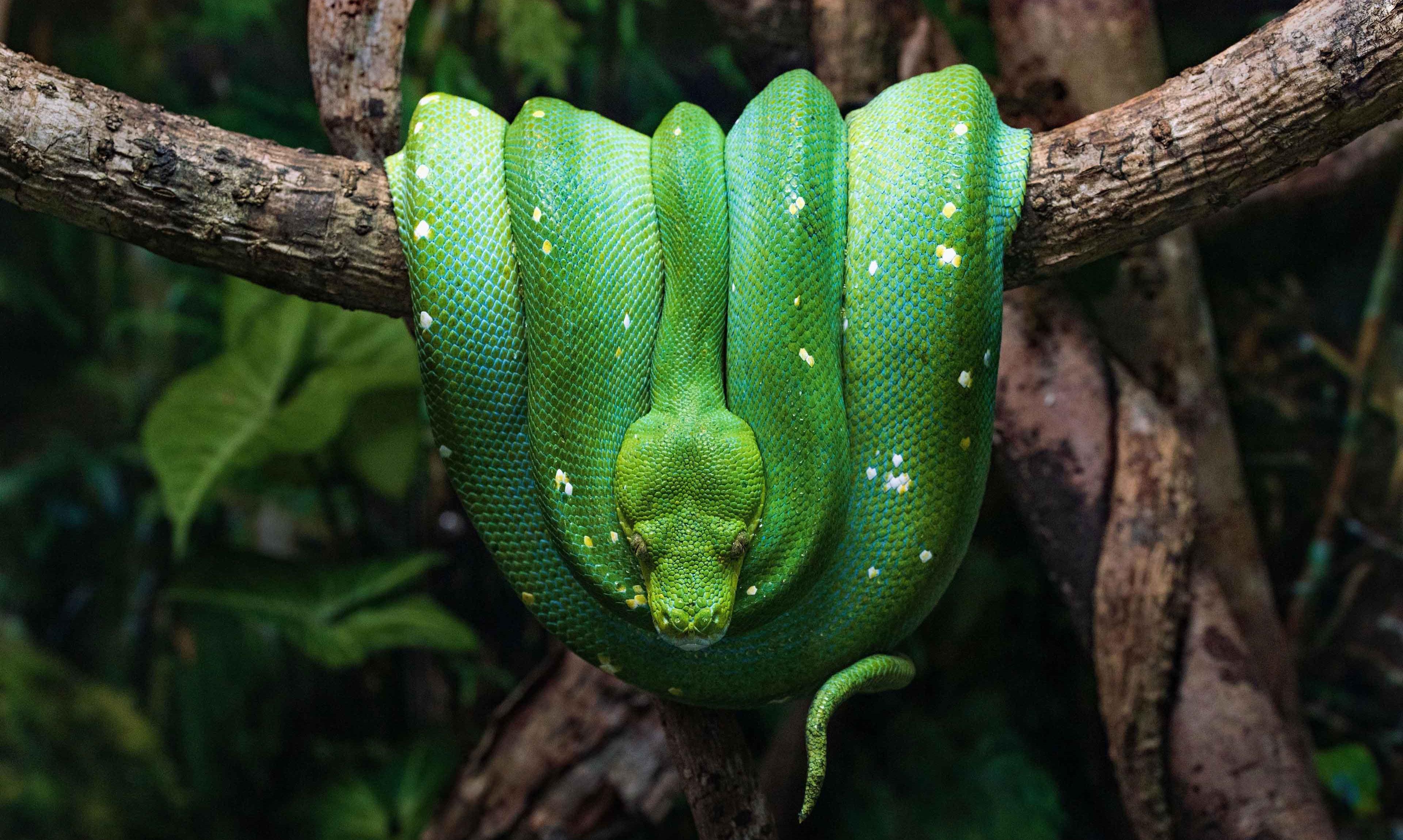 snake snake