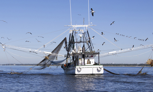 അജ്മാനിലെ മത്സ്യത്തൊഴിലാളികളുടെ ക്ഷേമത്തിനായി 65 ലക്ഷം ധനസഹായം പ്രഖ്യാപിച്ചു