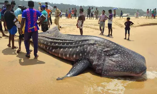 ഉടുമ്പൻ സ്രാവ് കരക്കടിഞ്ഞു; കടലിലേക്ക് മടക്കാനുള്ള ശ്രമം വിഫലം