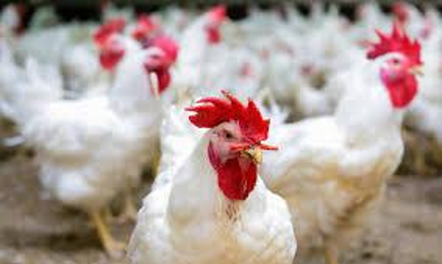 കോഴിയെ ജീവനോടെ തൂവൽ പറിച്ച് കഷണങ്ങളാക്കി; നടപടി വേണമെന്ന് ചിക്കൻ വ്യാപാരി സമിതി