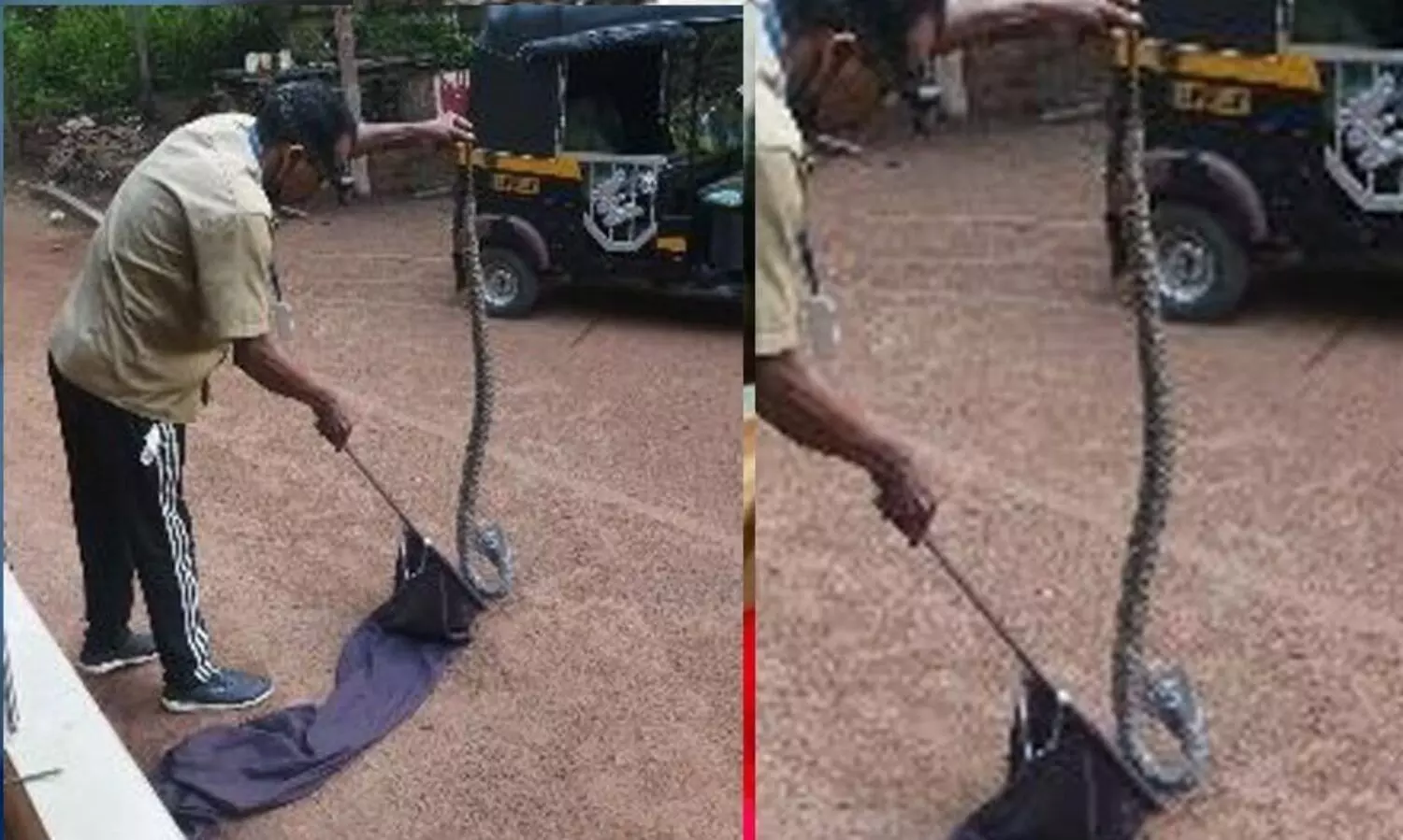 കിടപ്പുമുറിയിലെ അലമാരക്കടിയിൽ പത്തി വിടർത്തി മൂർഖൻ; കുടുംബം രക്ഷപ്പെട്ടത് തലനാരിഴക്ക്