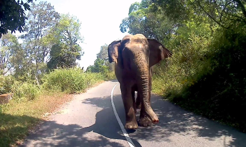 നെല്ലിയാമ്പതിയിൽ പാതയോരങ്ങളിൽ കാട്ടാനകൾ; സന്ദർശകർ ജാഗ്രത പാലിക്കണം