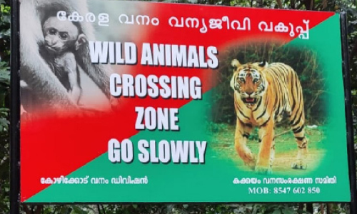 kakkayam tiger board