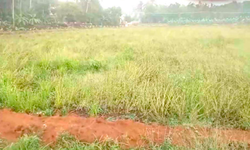 ഒന്നും തരേണ്ട...ഈ എള്ളൊന്ന് കൊയ്തെടുക്കാമോ?