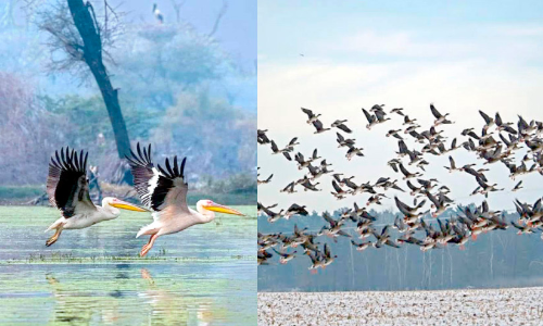 ദേശാടനപ്പക്ഷികളുടെ സ്വർഗമായി ചങ്ങരം; പറന്നകലുമെന്ന് ആശങ്ക