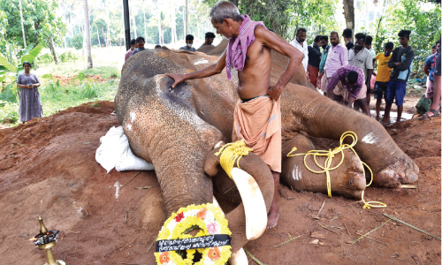 ഇനി തർക്കം വേണ്ട; കൊമ്പൻ തിരുവമ്പാടി കുട്ടിശങ്കരൻ വിടവാങ്ങി
