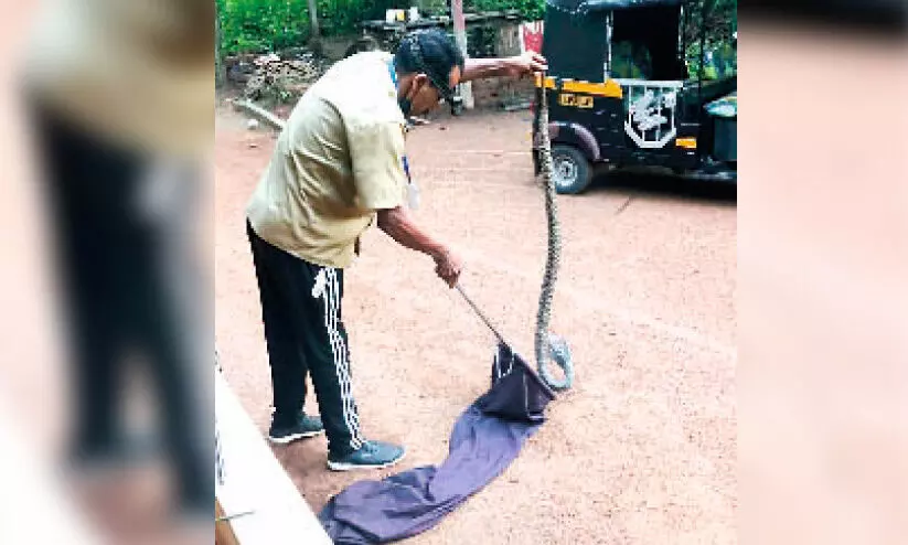 Cobra snake under the cupboard