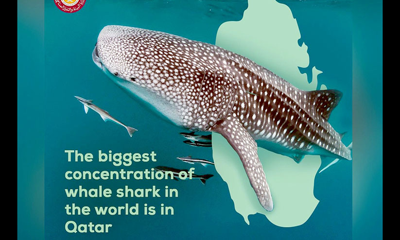 വിരുന്നുകാരായി അവരെത്തുന്നു; കടലിൽ തിമിംഗല സ്രാവുകളുടെ സംഗമം വിരുന്നുകാരായി അവരെത്തുന്നു; കടലിൽ തിമിംഗല സ്രാവുകളുടെ സംഗമം