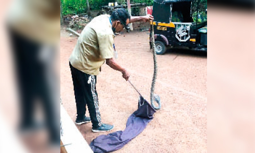 Cobra snake under the cupboard