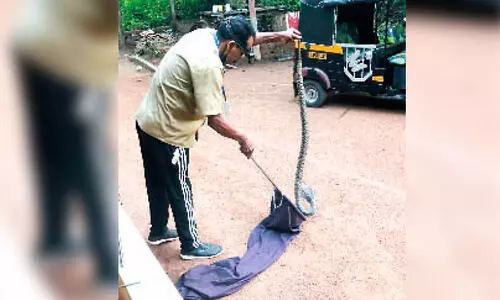Cobra snake under the cupboard