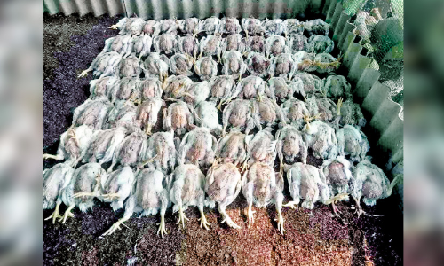 വൈ​ദ്യു​തി മു​ട​ങ്ങി; 80ല​ധി​കം കോ​ഴി​ക​ൾ ച​ത്തു