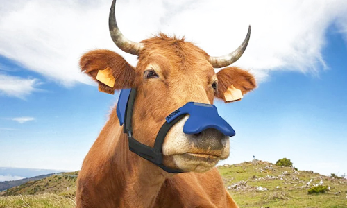 ഭൂമിയെ സംരക്ഷിക്കാന്‍ പശുക്കൾക്ക് മാസ്കുമായി യു.കെ കമ്പനി