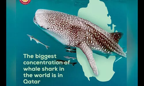 വി​രു​ന്നു​കാ​രാ​യി അ​വ​രെ​ത്തു​ന്നു; ക​ട​ലി​ൽ തി​മിം​ഗ​ല സ്രാ​വു​ക​ളു​ടെ സം​ഗ​മം