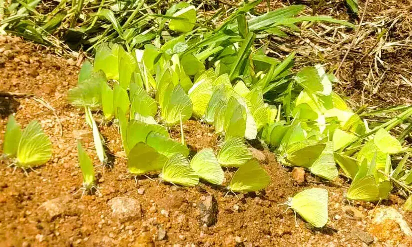 Manjakkara muthi Butterflies