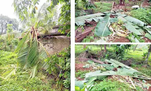 wild elephant attack