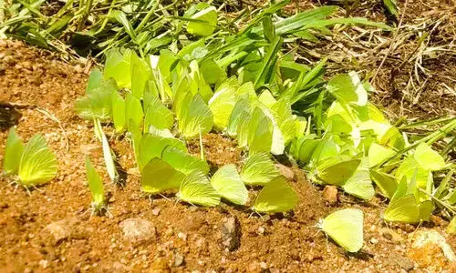Manjakkara muthi Butterflies