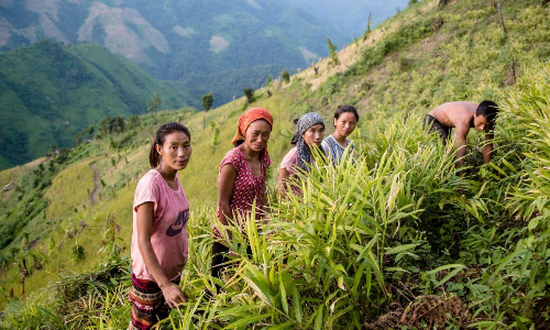 nagaland farmers