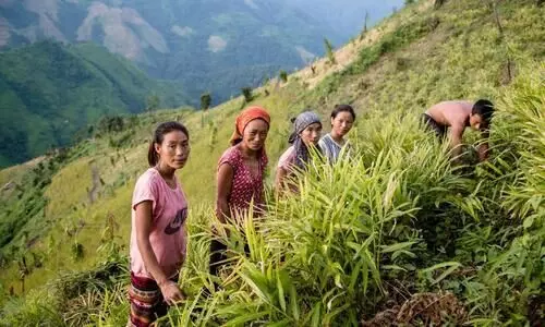 nagaland farmers