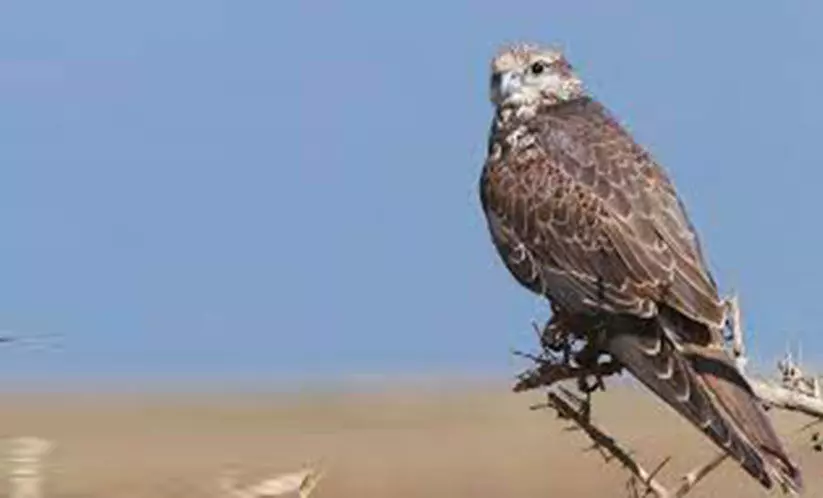 ഫാൽക്കൺ പക്ഷിയുടെ പാസ്പോർട്ട് ചുമതല വൈൽഡ് ലൈഫ് വിഭാഗത്തിന് ഫാൽക്കൺ പക്ഷിയുടെ പാസ്പോർട്ട് ചുമതല വൈൽഡ് ലൈഫ് വിഭാഗത്തിന്