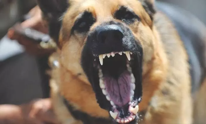 തിരുവല്ല മുത്തൂരിൽ രണ്ടു പേർക്ക് തെരുവുനായുടെ കടിയേറ്റു