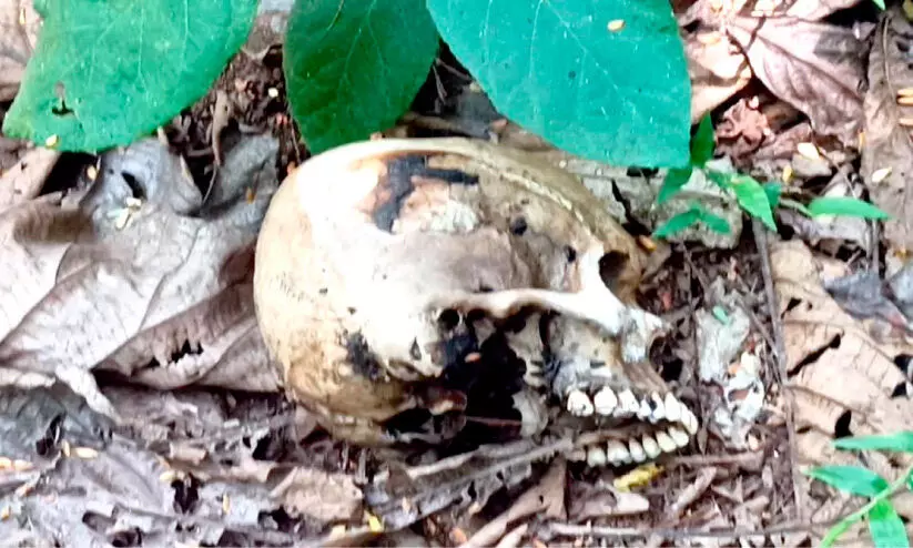 Human skull found in forest