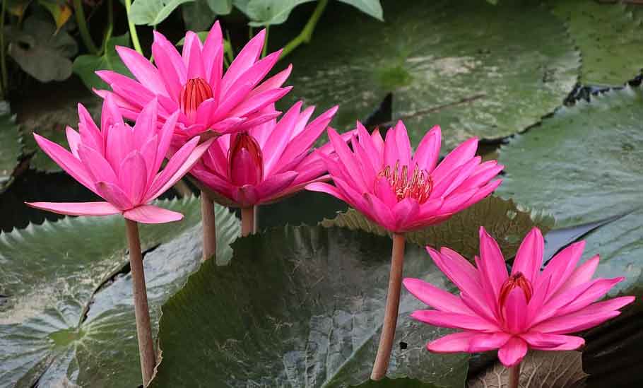 Lous farming Lous farming