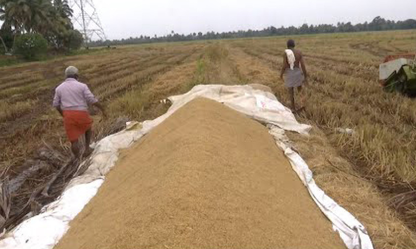 paddy storage paddy storage