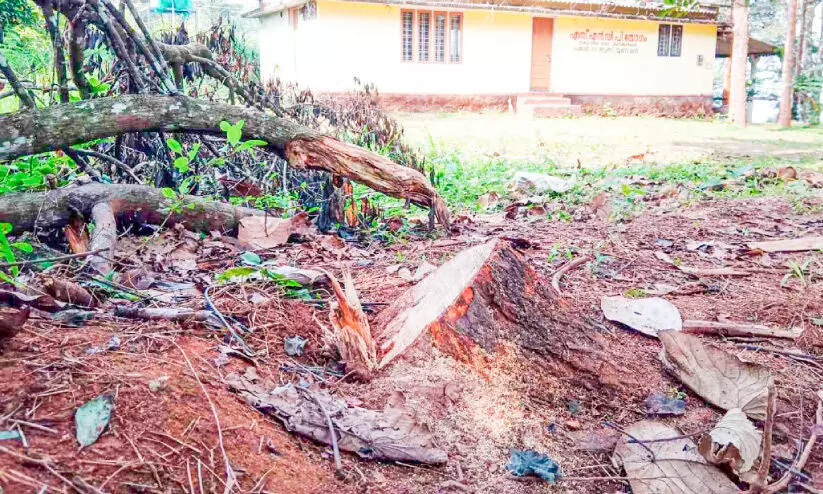 ലക്ഷങ്ങൾ വിലയുള്ള ചന്ദനമരം മുറിച്ചുകടത്തി