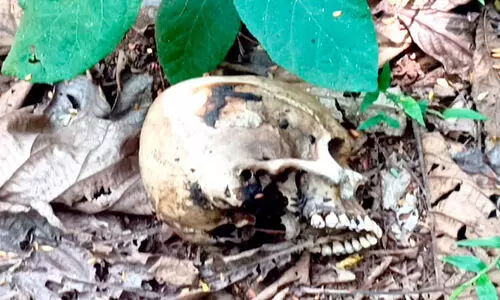 Human skull found in forest